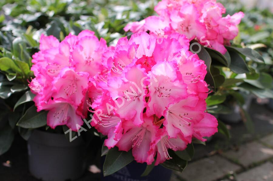 Pěnišník 'XXL' - Rhododendron 'XXL'