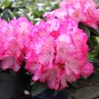 Pěnišník 'XXL' - Rhododendron 'XXL'