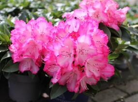 Pěnišník 'XXL' - Rhododendron 'XXL'