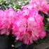 Rhododendron 'XXL'.JPG