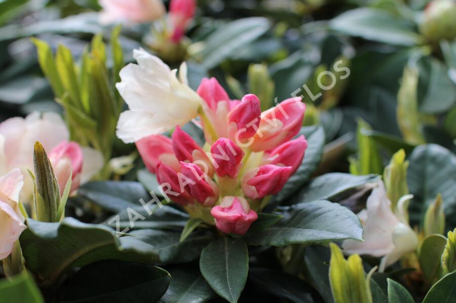 Pěnišník 'Golden Torch' - Rhododendron (Y) 'Golden Torch'