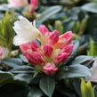 Pěnišník 'Golden Torch' - Rhododendron (Y) 'Golden Torch'