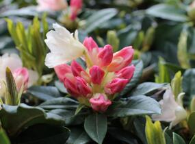Pěnišník 'Golden Torch' - Rhododendron (Y) 'Golden Torch'
