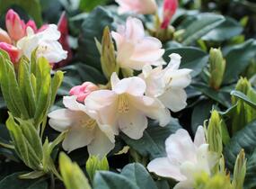 Pěnišník 'Golden Torch' - Rhododendron (Y) 'Golden Torch'