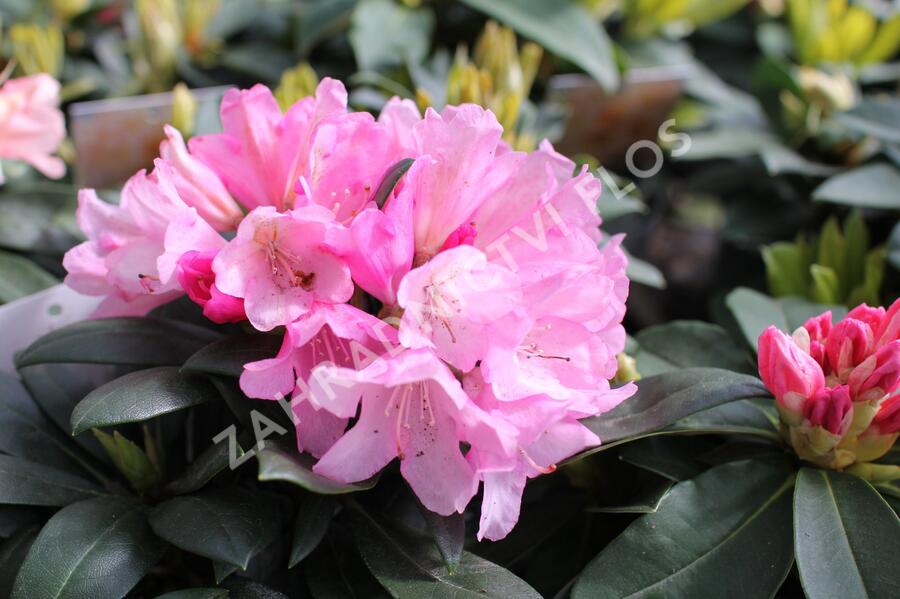 Pěnišník 'Polaris' - Rhododendron (Y) 'Polaris'