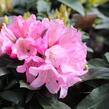 Pěnišník 'Polaris' - Rhododendron (Y) 'Polaris'