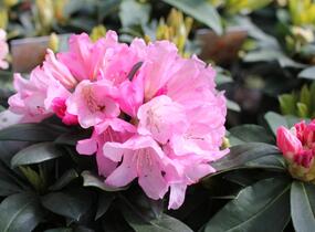 Pěnišník 'Polaris' - Rhododendron (Y) 'Polaris'