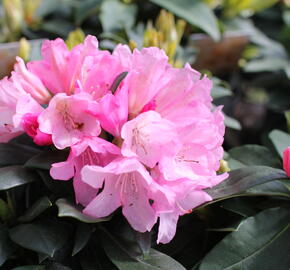 Pěnišník 'Polaris' - Rhododendron (Y) 'Polaris'