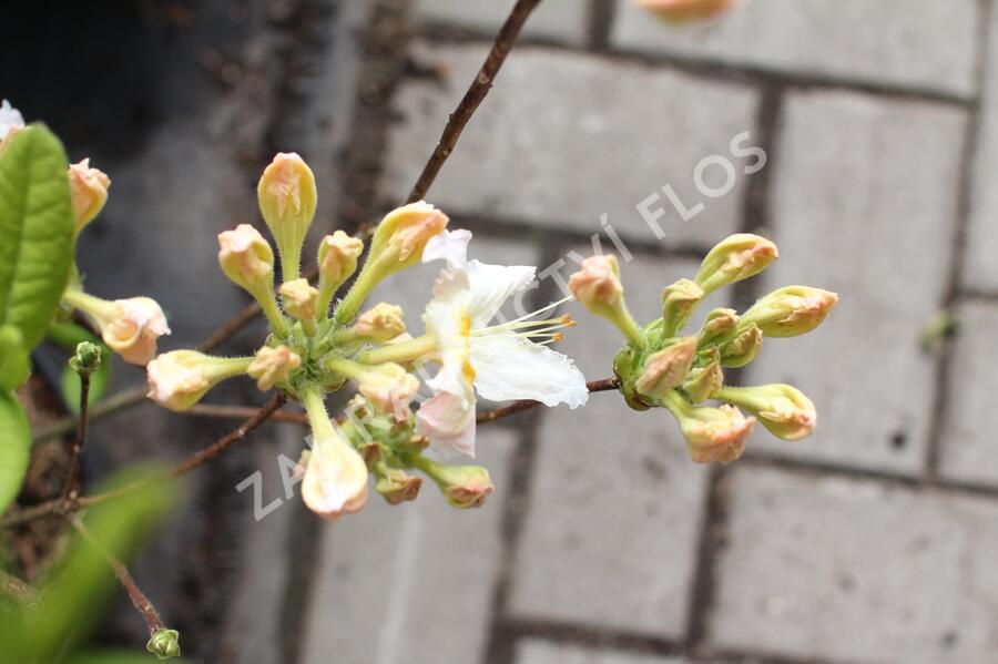 Azalka 'Möwe' - Azalea (KH) 'Möwe'