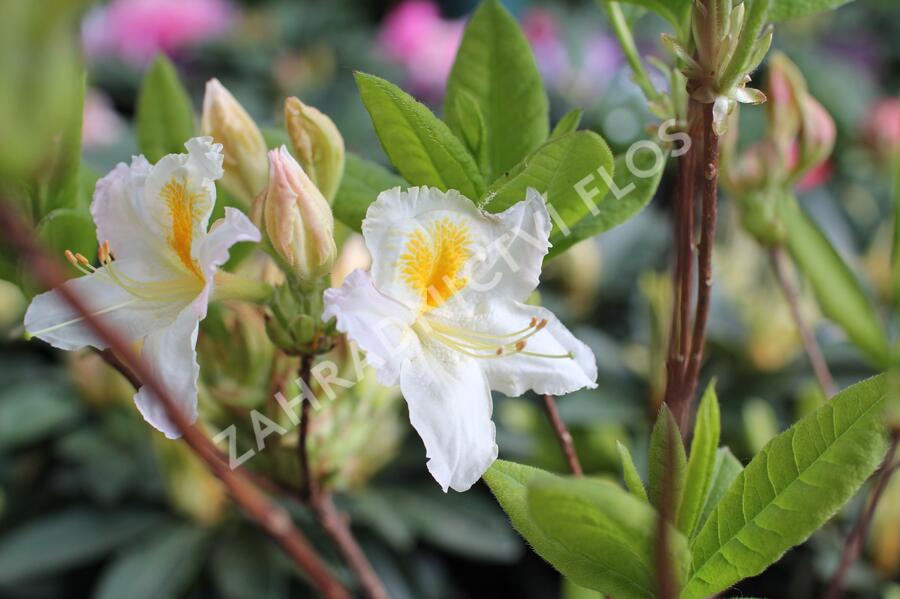 Azalka 'Möwe' - Azalea (KH) 'Möwe'