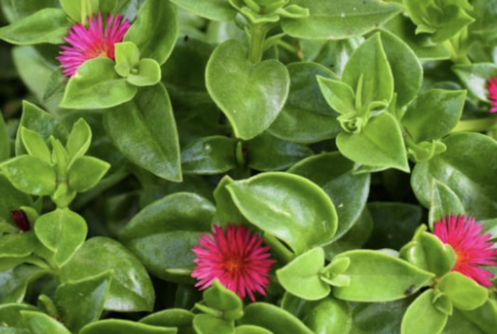 Kosmatovník srdčitý - Aptenia cordifolia