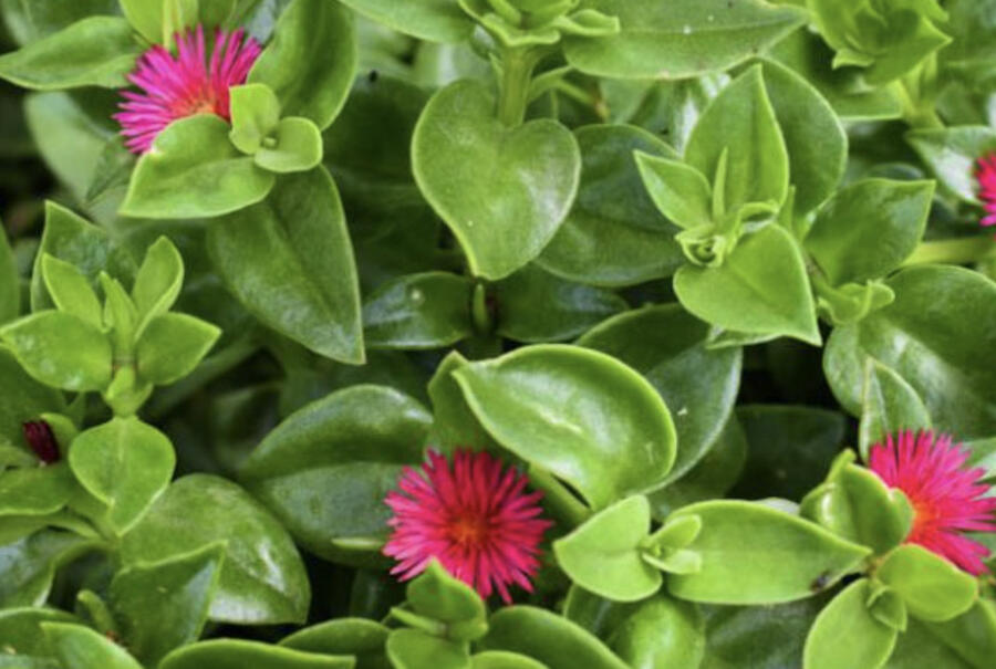 Kosmatovník srdčitý - Aptenia cordifolia