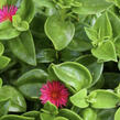 Kosmatovník srdčitý - Aptenia cordifolia