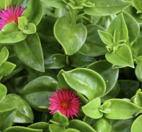 Kosmatovník srdčitý - Aptenia cordifolia