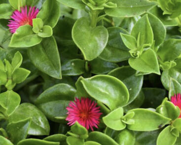 Kosmatovník srdčitý