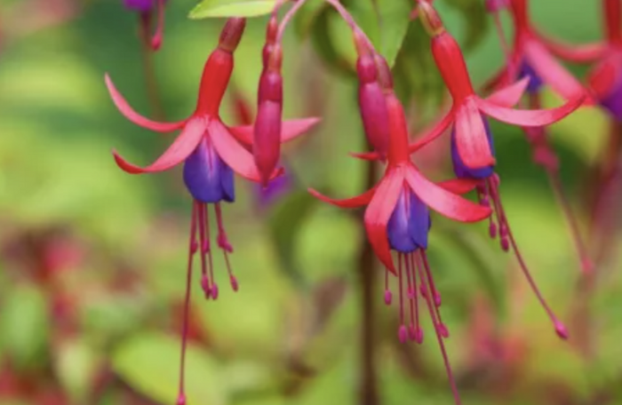 Fuchsie, čílko 'Genii' - Fuchsia hybrida 'Genii'