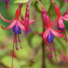 Fuchsie, čílko 'Genii' - Fuchsia hybrida 'Genii'