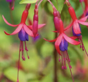 Fuchsie, čílko 'Genii'