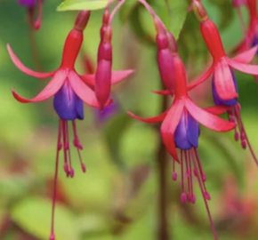 Fuchsie, čílko 'Genii' - Fuchsia hybrida 'Genii'