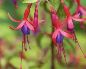 Fuchsie, čílko 'Genii'