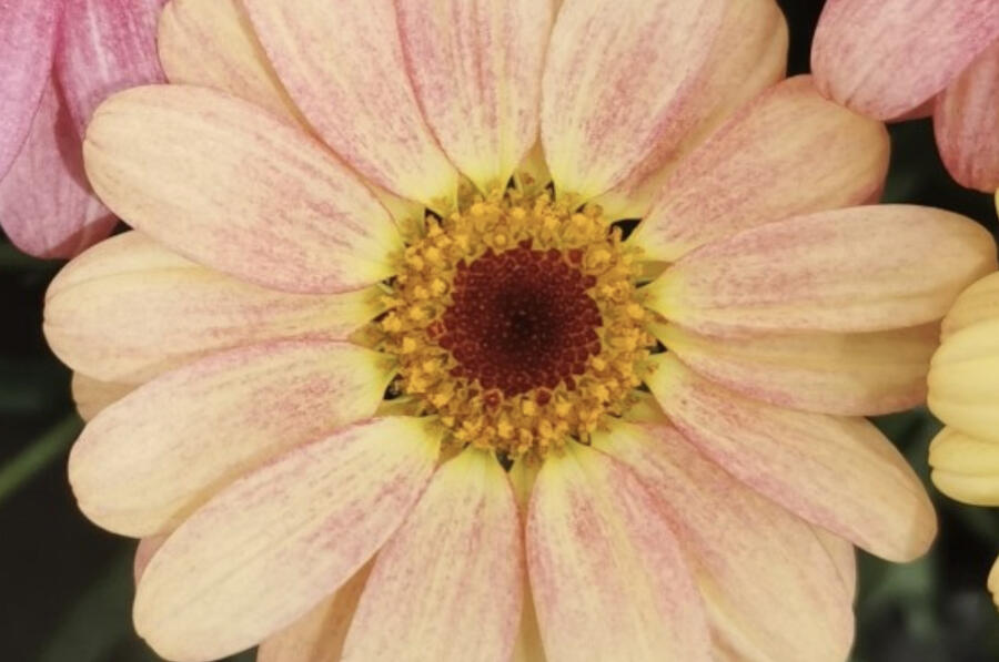 Kopretina pařížská 'Aramis Peach Eye' - Argyranthemum frutescens 'Aramis Peach Eye'