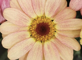 Kopretina pařížská 'Aramis Peach Eye' - Argyranthemum frutescens 'Aramis Peach Eye'