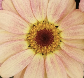 Kopretina pařížská 'Aramis Peach Eye' - Argyranthemum frutescens 'Aramis Peach Eye'