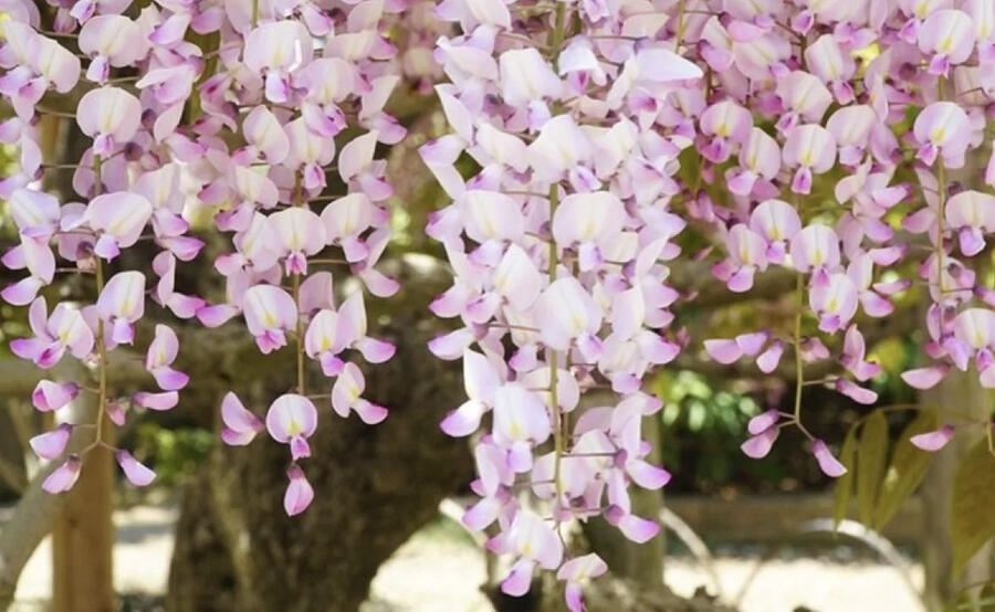 Vistárie květnatá 'Kuchi-beni' - Wisteria floribunda 'Kuchi-beni'