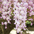 Vistárie květnatá 'Kuchi-beni' - Wisteria floribunda 'Kuchi-beni'