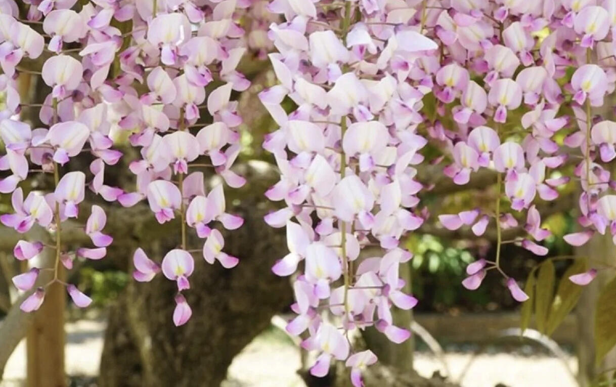 Vistárie květnatá 'Kuchi-beni' - Wisteria floribunda 'Kuchi-beni'