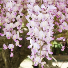Vistárie květnatá 'Kuchi-beni' - Wisteria floribunda 'Kuchi-beni'