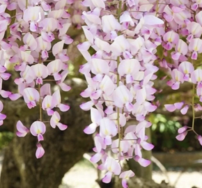 Vistárie květnatá 'Kuchi-beni' - Wisteria floribunda 'Kuchi-beni'