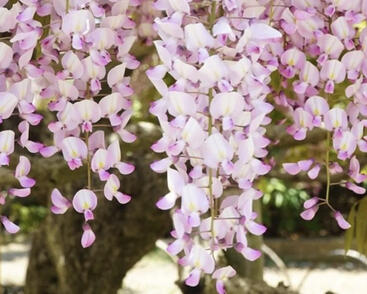 Vistárie květnatá 'Kuchi-beni'