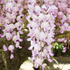 Wisteria floribunda 'Kuchi-beni'.png