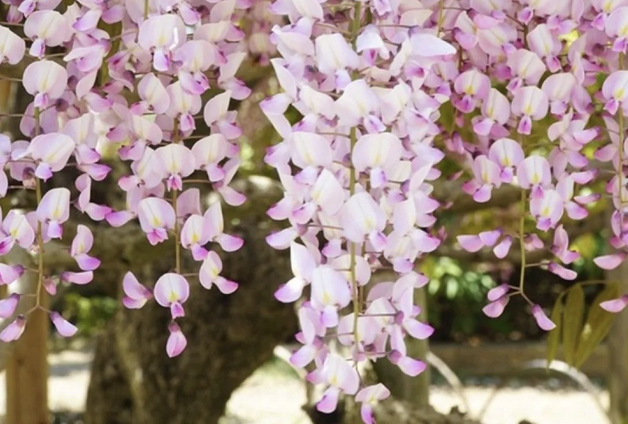 Vistárie květnatá 'Kuchi-beni' - Wisteria floribunda 'Kuchi-beni'
