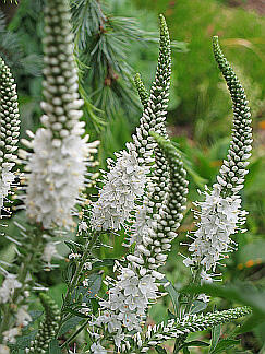 Rozrazil dlouholistý 'Alba' - Veronica longifolia 'Alba'