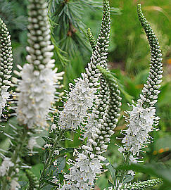 Rozrazil dlouholistý 'Alba' - Veronica longifolia 'Alba'