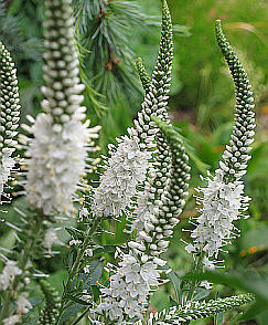 Rozrazil dlouholistý 'Alba'