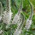 Veronica longifolia 'Alba'.jpg