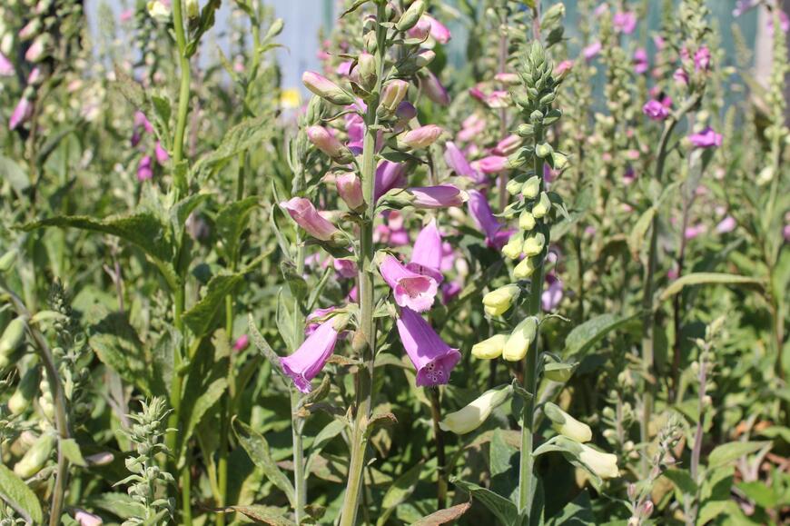 Digitalis purpurea 'Excelsior'