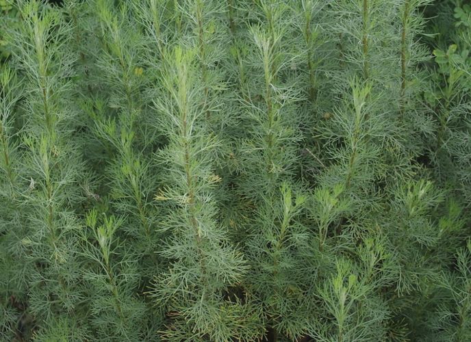 Pelyněk brotan 'Cola' - Artemisia abrotanum 'Cola'