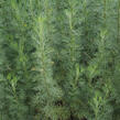 Pelyněk brotan 'Cola' - Artemisia abrotanum 'Cola'