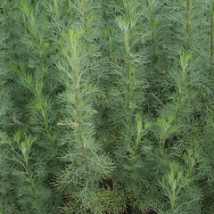 Pelyněk brotan 'Cola' - Artemisia abrotanum 'Cola'