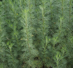 Pelyněk brotan 'Cola'