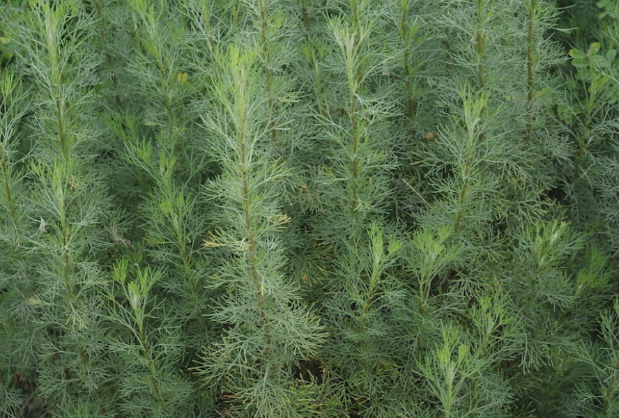 Pelyněk brotan 'Cola' - Artemisia abrotanum 'Cola'