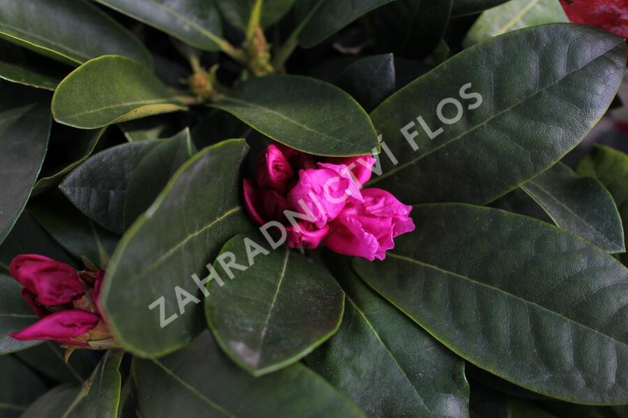 Pěnišník 'Vollblut' - Rhododendron (Y) 'Vollblut'