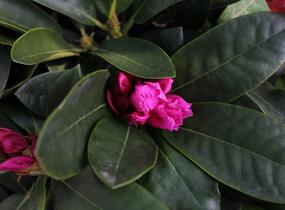 Pěnišník 'Vollblut' - Rhododendron (Y) 'Vollblut'