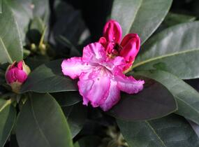 Pěnišník 'Vollblut' - Rhododendron (Y) 'Vollblut'