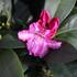 Rhododendron (Y) 'Vollblut'_03.JPG