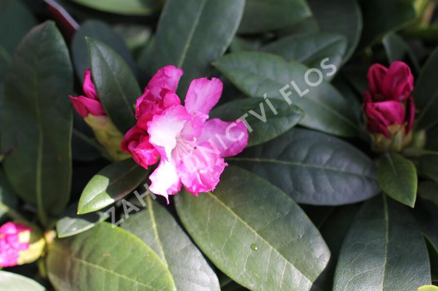 Pěnišník 'Vollblut' - Rhododendron (Y) 'Vollblut'